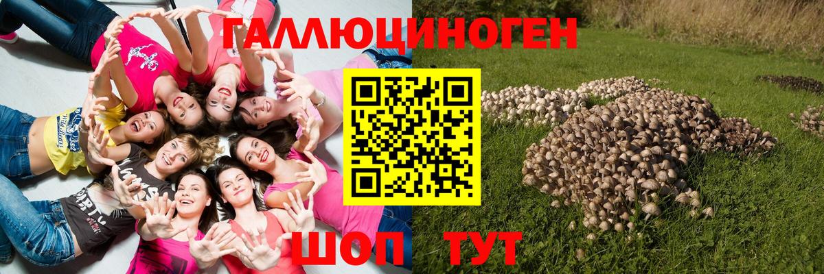Псилоцибиновые грибы Cubensis Долгопрудный